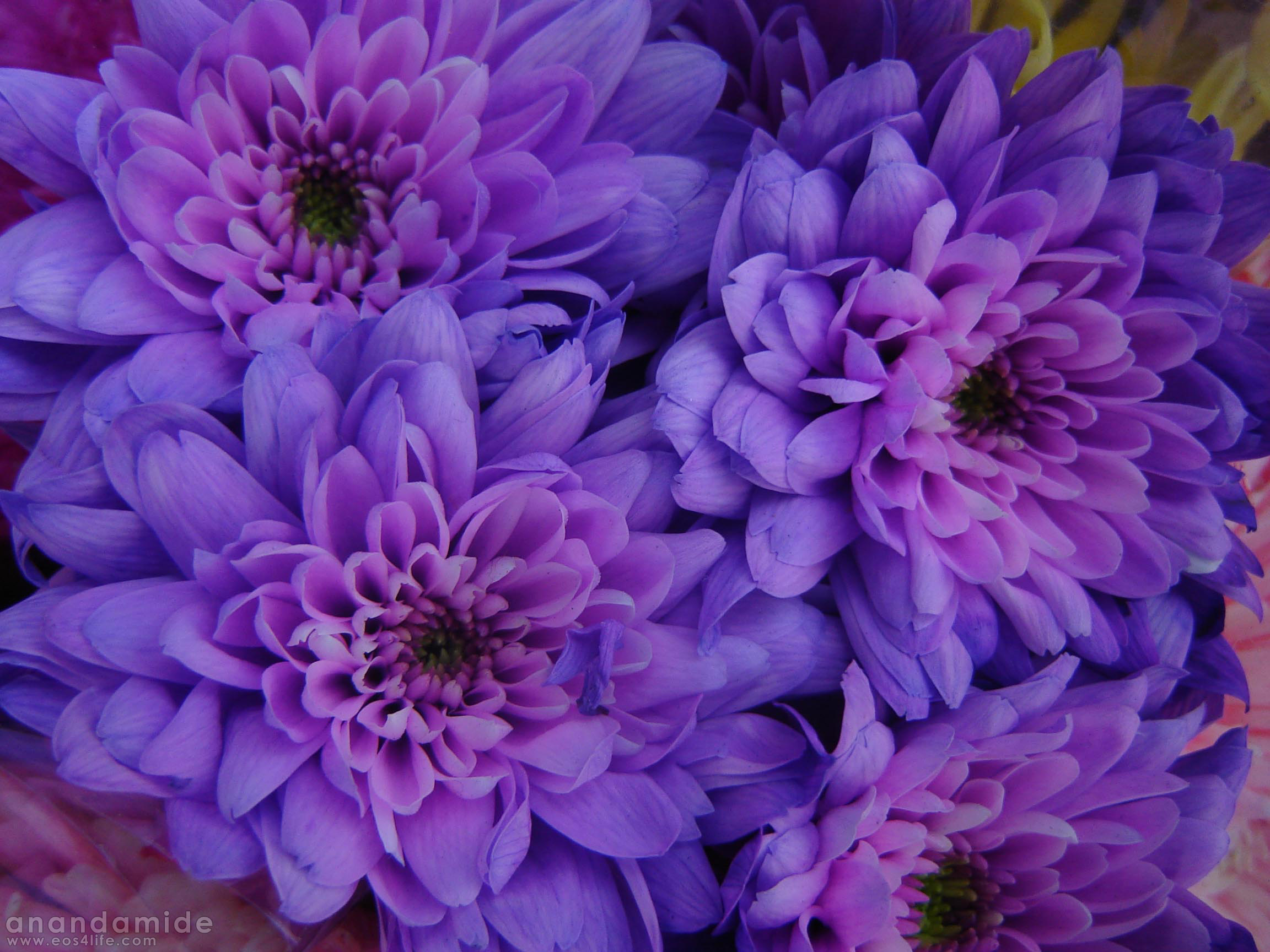 Best Wallpaper 2012: Bright Pink And Purple Flowers Stock Photo ...